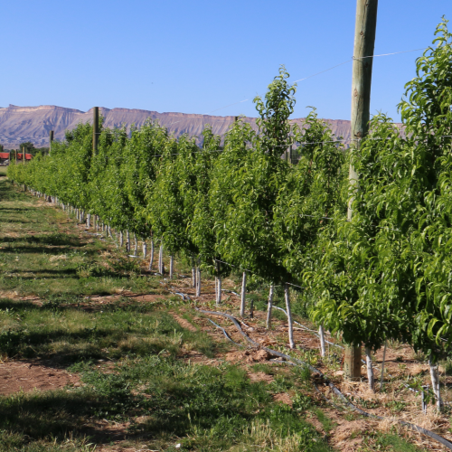 High density planting system